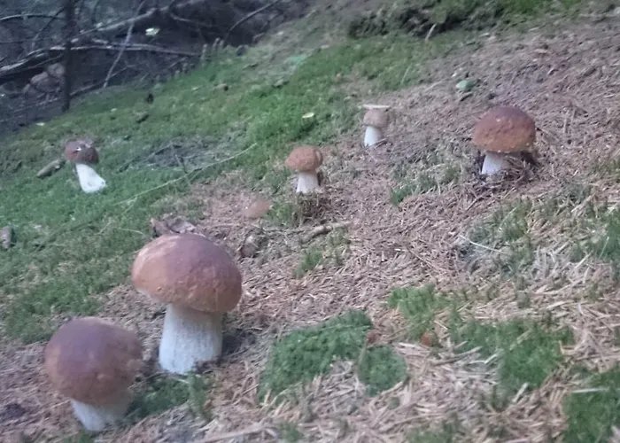 Almhuette Kristabauer * Predlitz